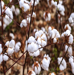 Cornerstone Systems warehouse services icon representing Memphis-based logistics solutions