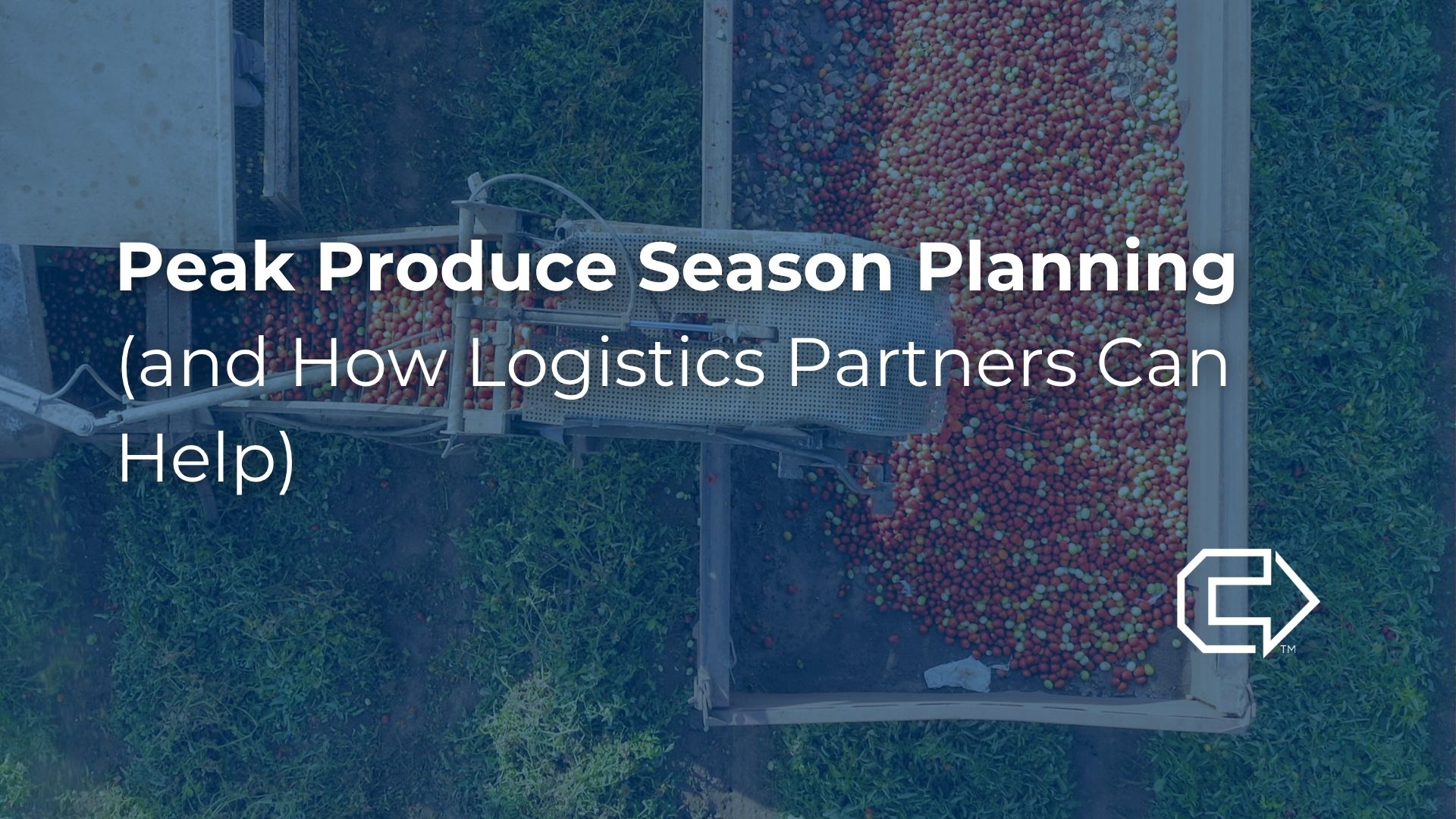 Tomatoes being harvested